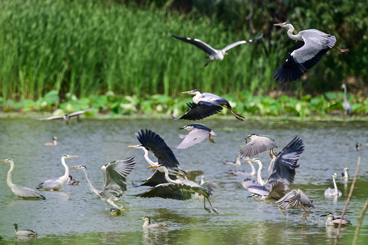 kaiyun入口：一起来看！河北亮出生态环境保护成绩单→(图5)
