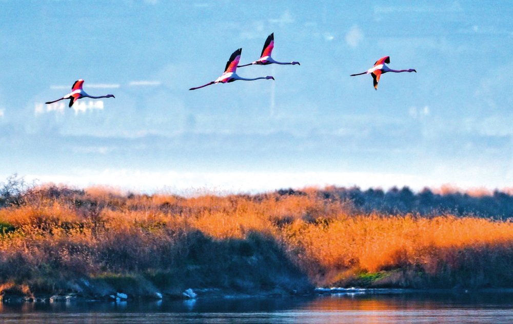 瞭望·治国理政纪事丨全方位全地域全过程保护生态环境(图1)