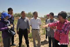 kaiyun网站：天富脱硫石膏盐碱地改良项目将纳入兵团十三五规划(图1)